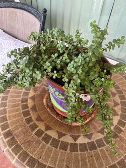 Elephant Food Jade Plant in Nursery Pot Garden