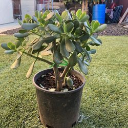 2 Gallons Jade Leaf Plant $10.00 Each 
