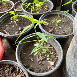 Beautiful Pink Peach Cherry Blossom Flower Tree