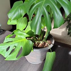 Monstera Plant
