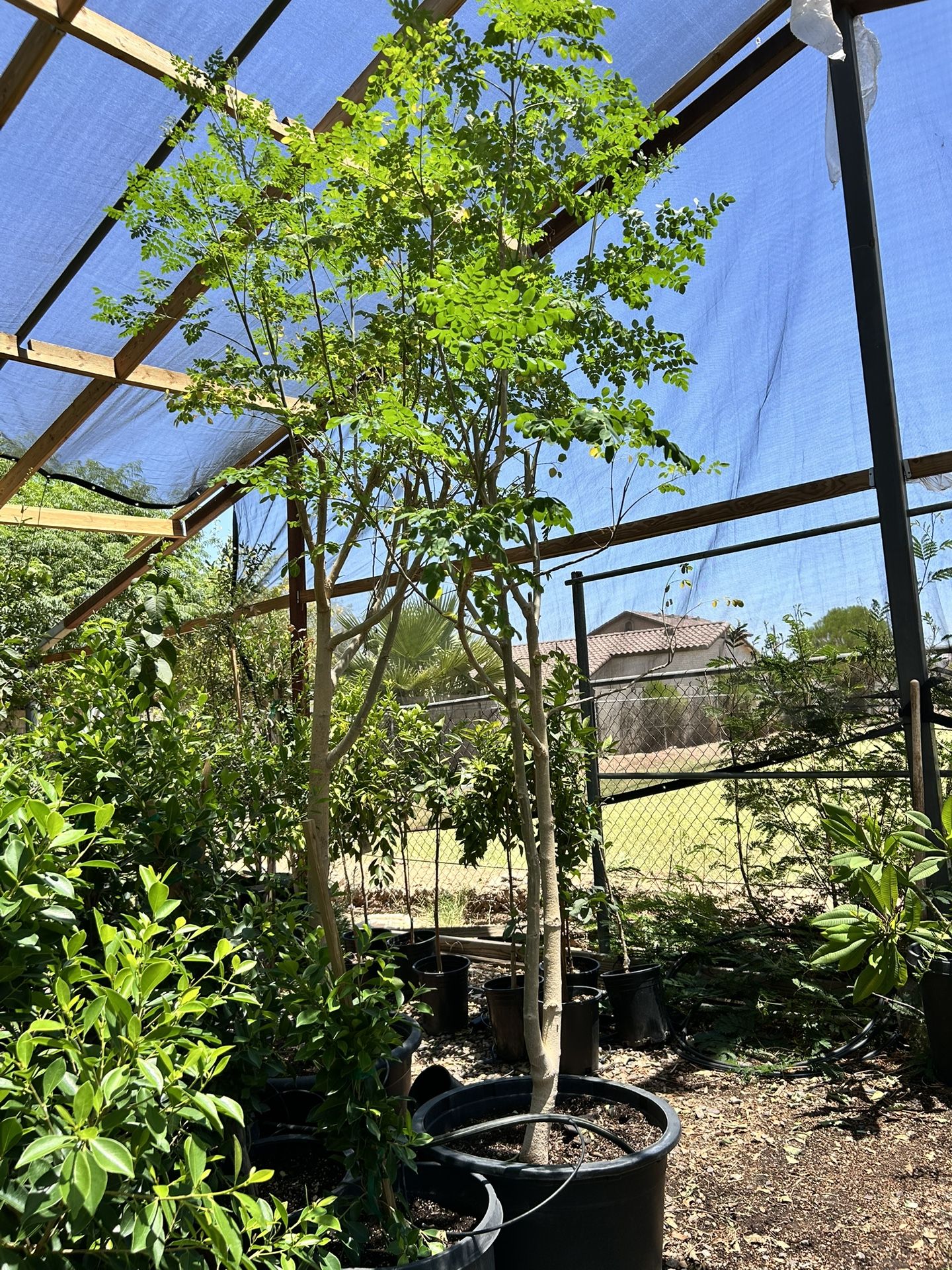 24g Moringa Tree