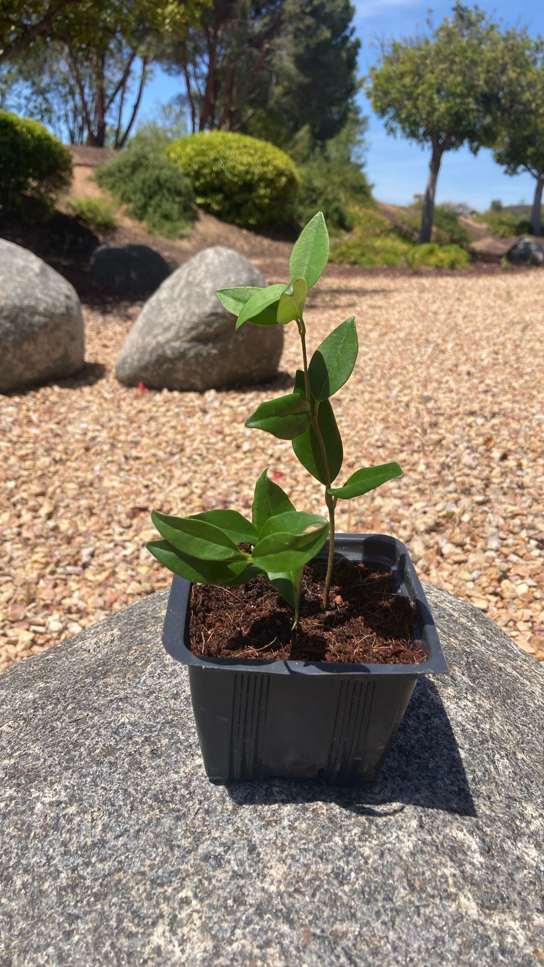 Topiary Live Plant In 4inch Pot Healthy & Rooted