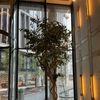 Levent
