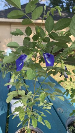 Butterfly pea plants