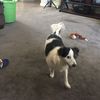 Mel