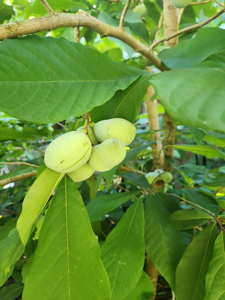 Fresh Paw Paw Fruits!