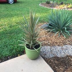 3 Ft. Tall Live Tropical Escape Plant In Ceramic Planter