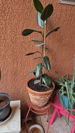 Rubber Tree in Terra Cotta From Young See Photos approx 3 FT Tall $25