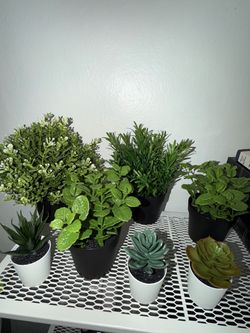 Plants, ring camera, weight, office chair and car diagnostic