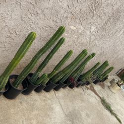 Cactus San Pedro 