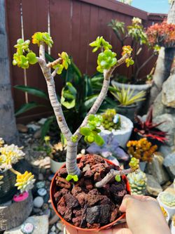 Portulacaria Afra Elephant Bush Bosai Succulent