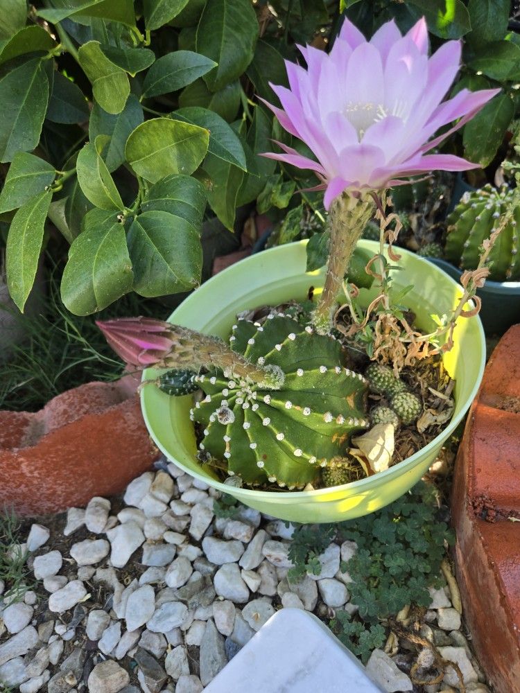 Hermosa Suculenta