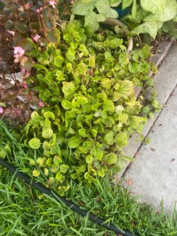 Planta