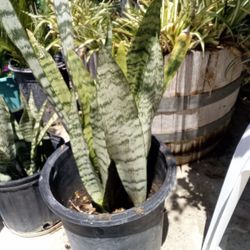 Mother N Laws Tongue Plants In A Pot $15 Each