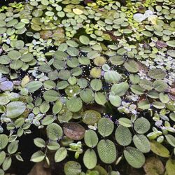 Floating Plants / Aquatic plants