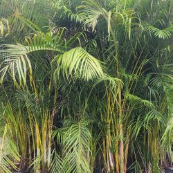 Spectacular Arecas Palms For Inmediate Privacy!! About 9 Feet Tall!!! Fertilized 