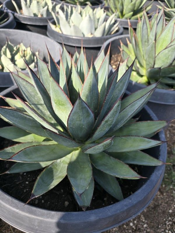 Agave Blue Glow