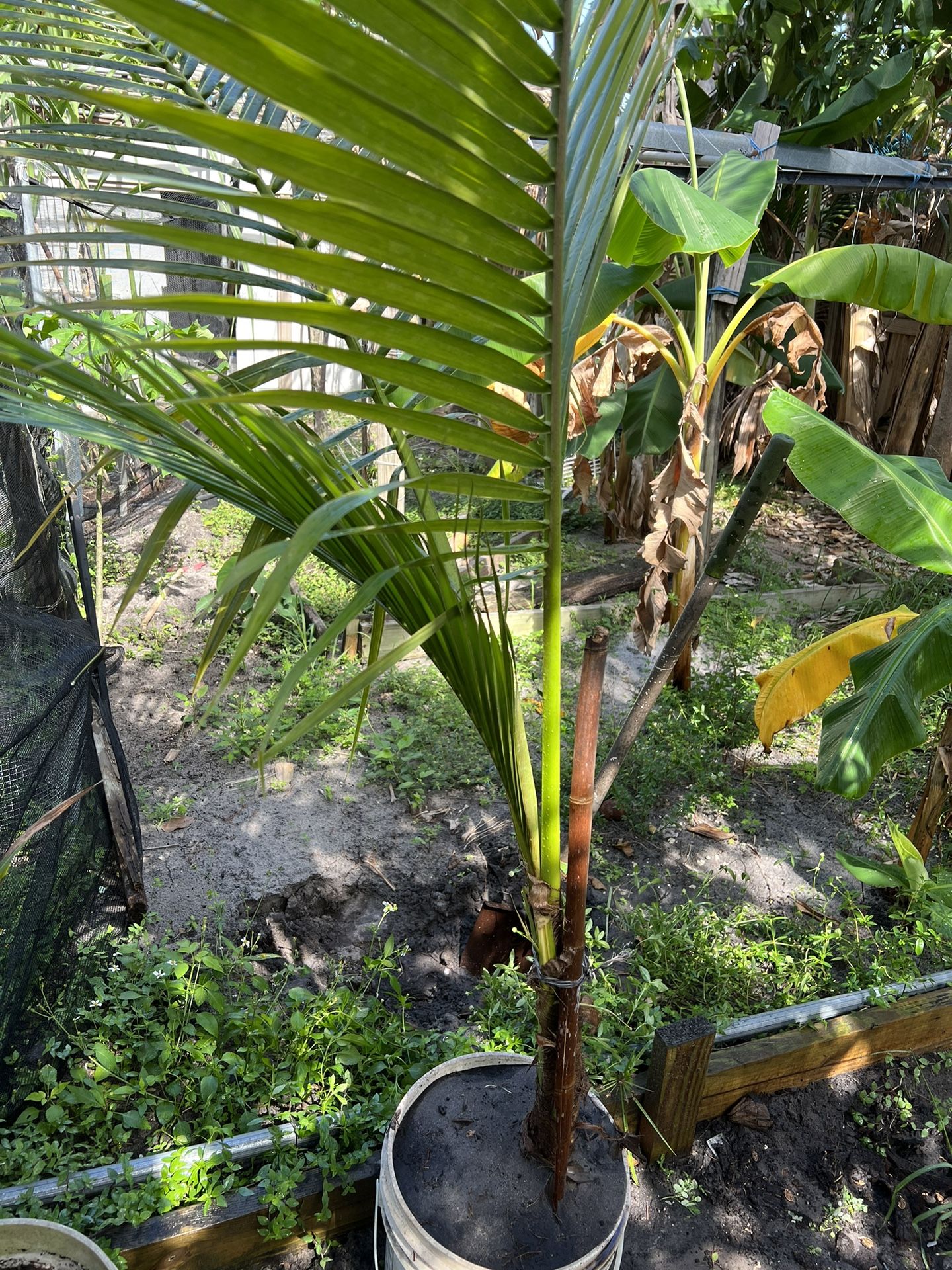 Coconut π΄ Tree