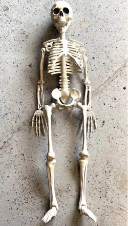 Skeleton / Skull / Halloween Decor
