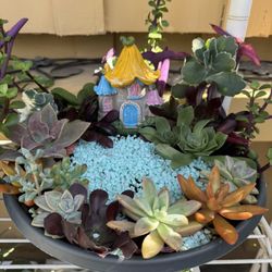 Beautiful Succulent Garden 🪴❤️