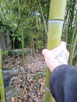 Timber Bamboo Rhizom