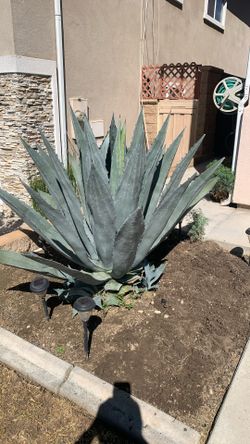 Penkas De Maguey 3’ De largo $2 Cada Una