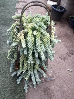Plants