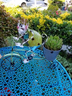 Cat pot succulent plant