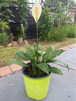 Peace Lily/Cuna de Moises
