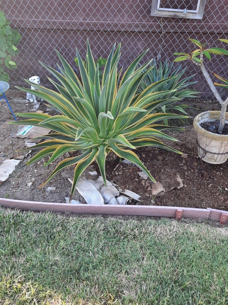 Extra Large Succulent
