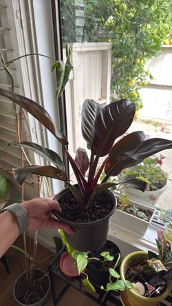 Philodendron ‘Imperial Red’ Plant (indoor houseplant)
