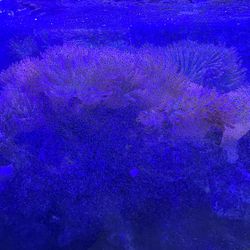 Pink/green Bubble Tip Anemone With Large Rock For Sale 