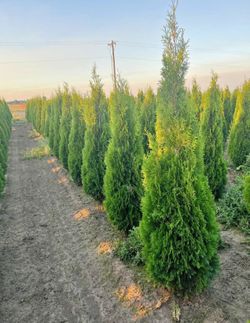 Privacy trees Free Delivery 