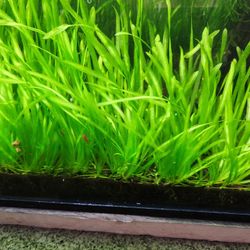 Vallisneria Italian Aquarium Plants