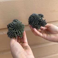 2” sea urchin price for each