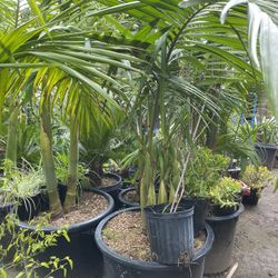 King palm tree 