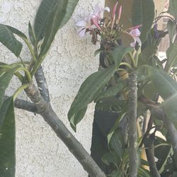 Pink Plumeria 6 Feet Tall