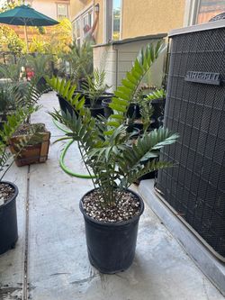 Encephalartos natalensis x horridus cycad