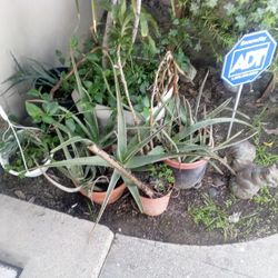 Palm Tree N Aloe Plants