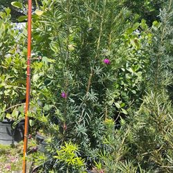 Podocarpus 15gl 5.5-6ft🏡$45