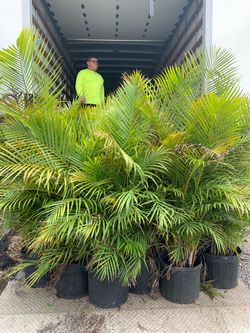 Areca 15g full