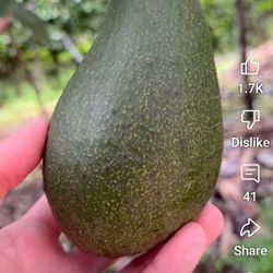 Arbol De Aguacate