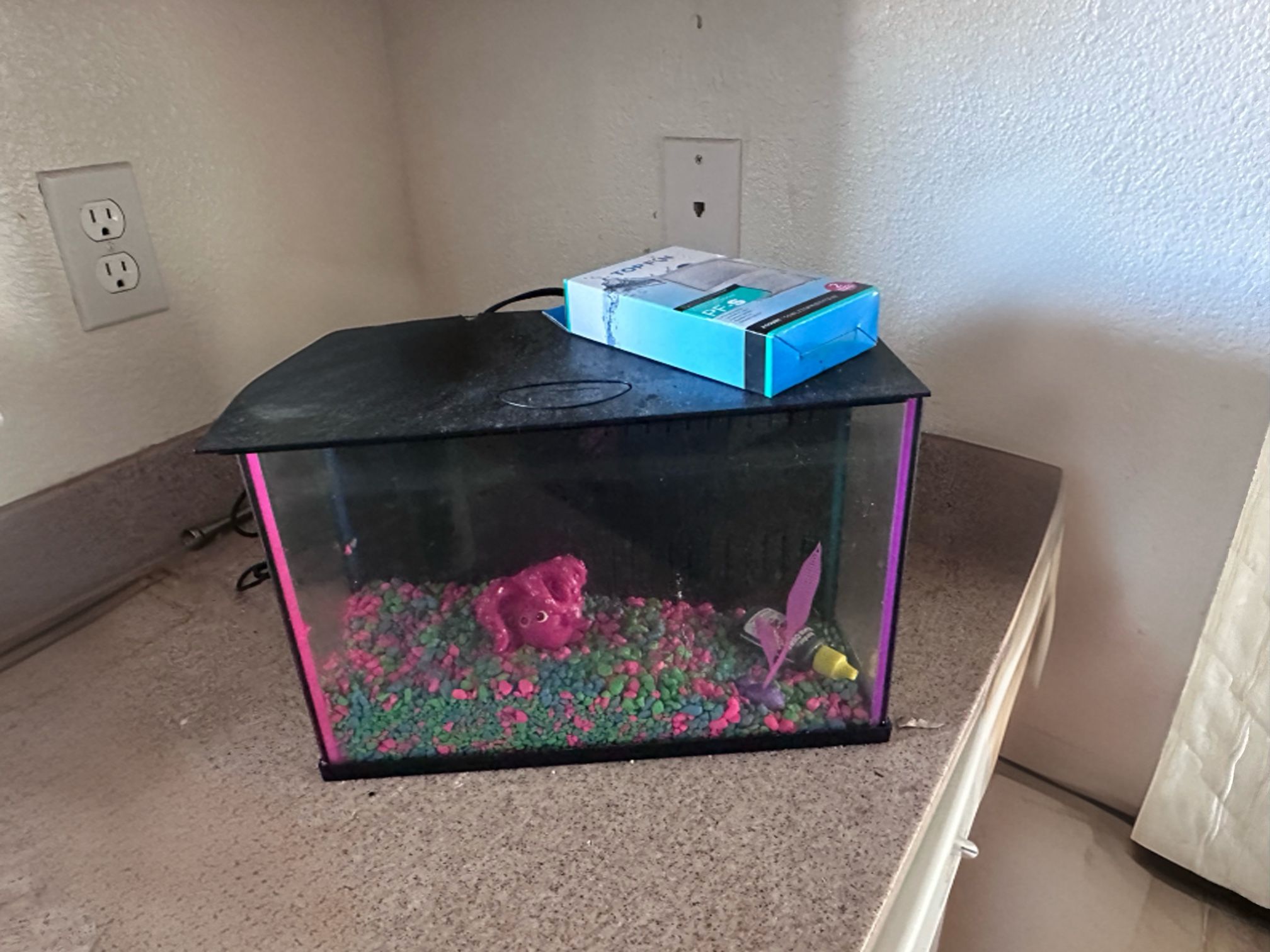 Glofish Aquarium