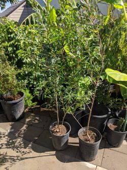 Pomegranate 5-6ft