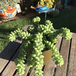 Sedum BURRO’S TAIL Succulent Plant 