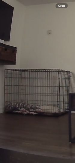 Dog crate XL