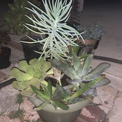 Succulent Arrangement 
