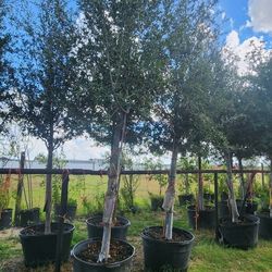 Live Oak Trees 45gallon 15ft Tall 