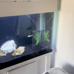 Fish Tank Decor