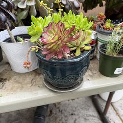 Succulent In Ceramic Pot 